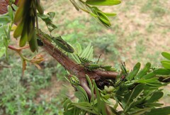 Ceratopachys nigricornis