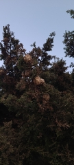 Cupressus