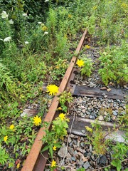 Hieracium lachenalii