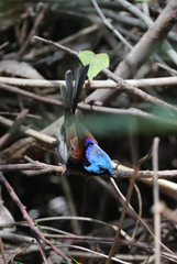 Malurus lamberti