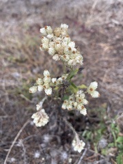 Pseudognaphalium californicum
