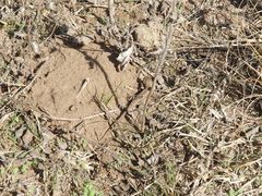 Liolaemus wiegmannii