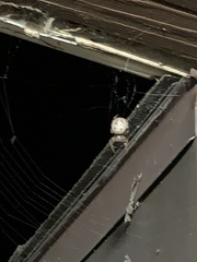 Larinioides cornutus