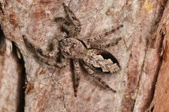 Platycryptus undatus