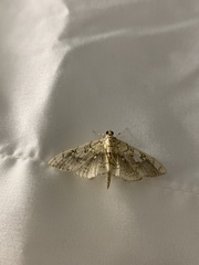 Pantographa limata