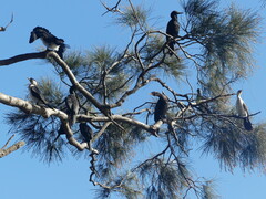 Phalacrocorax sulcirostris