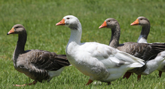 Anser anser domesticus