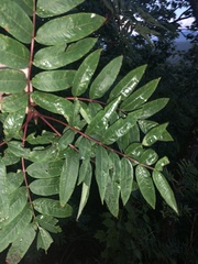 Sorbus americana