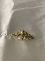 Pantographa limata