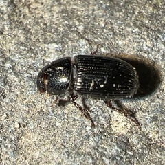 Aphodiinae