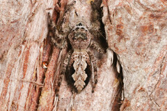 Platycryptus undatus