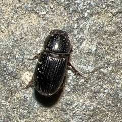 Aphodiinae