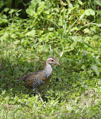 Gallirallus philippensis