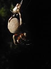 Neoscona domiciliorum