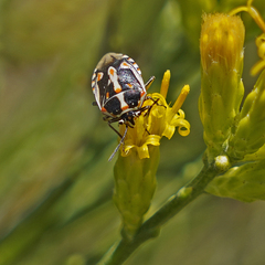 Bagrada hilaris