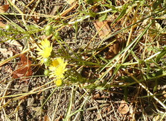Grindelia stricta