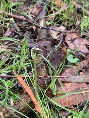 Pterostylis pedunculata