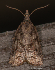 Platynota idaeusalis