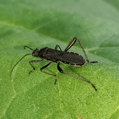 Alydus