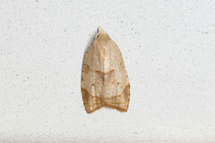 Coelostathma discopunctana