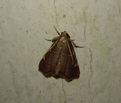 Hypsopygia