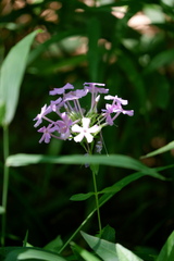 Phlox paniculata