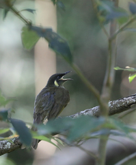 Meliphaga lewinii