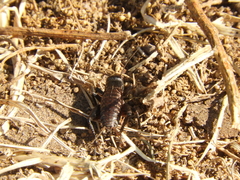 Gryllus