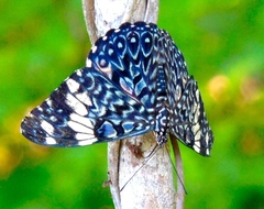 Hamadryas amphinome mazai