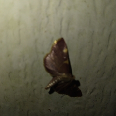 Hypsopygia