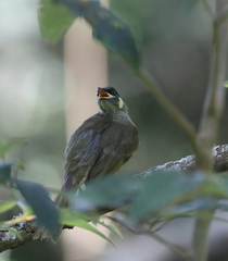 Meliphaga lewinii