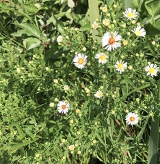 Symphyotrichum ericoides