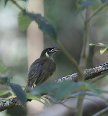 Meliphaga lewinii