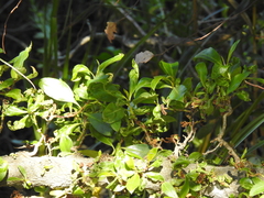 Myoporum laetum
