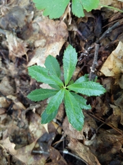 Chimaphila umbellata