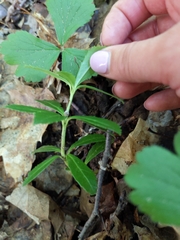 Chimaphila umbellata