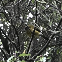 Anthornis melanura melanura