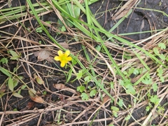 Ranunculus gmelinii