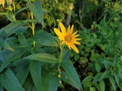 Helianthus strumosus