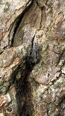 Platycryptus undatus