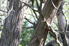 Cormobates leucophaea
