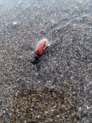 Stictoleptura canadensis