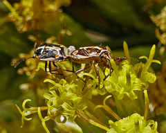 Bagrada hilaris