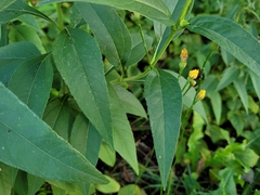 Helianthus strumosus