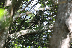 Cacomantis variolosus