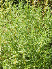 Salsola soda