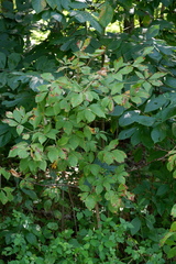 Aesculus