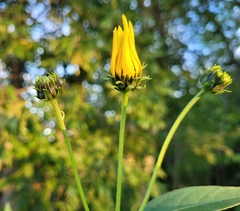 Helianthus strumosus