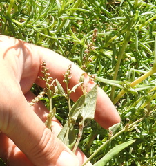 Atriplex prostrata