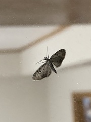 Eupithecia miserulata